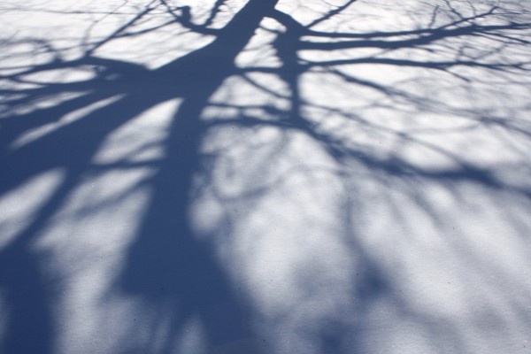 Shadows of Tree Branches on the Snow - Free High Resolution Photo