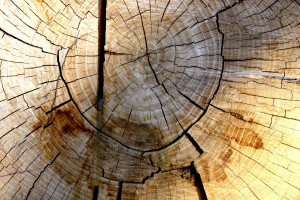 Tree Rings Texture - Free High Resolution Photo