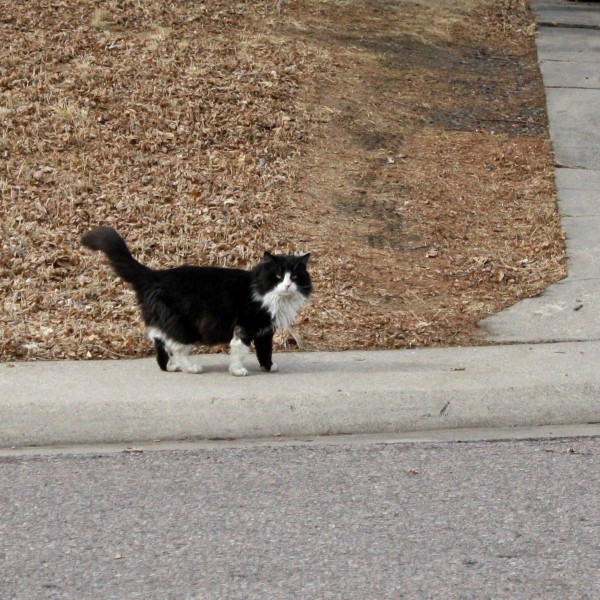 Tuxedo Cat Walking along Sidewalk - Free Photo