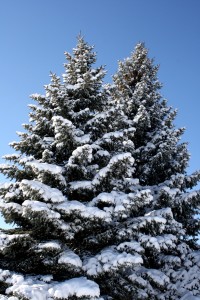 Two Snow Covered Pine Trees - Free High Resolution Photo
