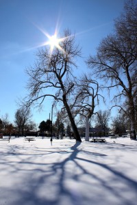 Winter Sun and Tree Shadows on Snow - Free High Resolution Photo