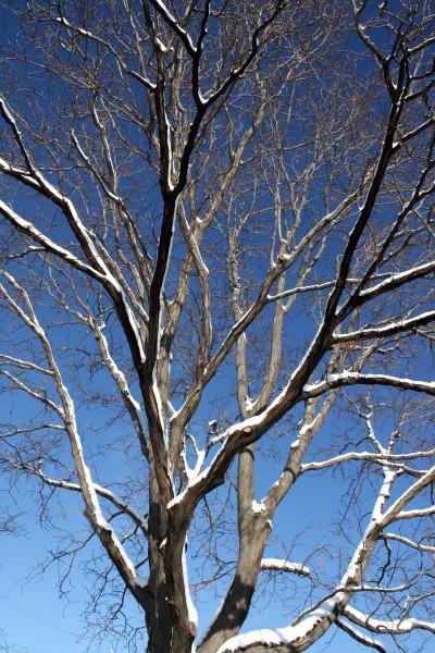 Winter Tree with Snowy Branches - Free High Resolution Photo