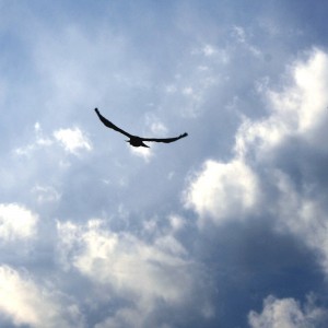 Bird Flying in Blue Sky with Clouds - Free High Resolution Photo