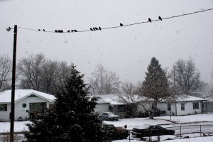 Birds on Power Line during Snow Storm - Free High Resolution Photo