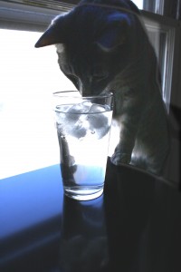 Cat Peering into Glass of Water - Free High Resolution Photo