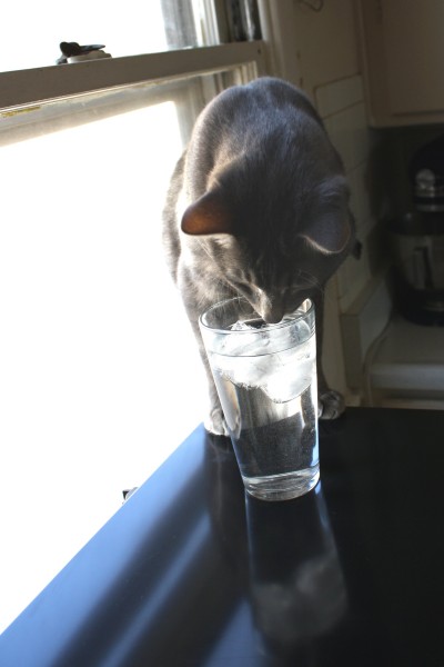Cat Sniffing Glass of Water by Window - Free High Resolution Photo