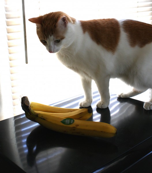 Cat with Bananas - Free High Resolution Photo