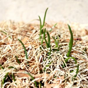Chives Sprouting in the Spring Garden - Free High Resolution Photo
