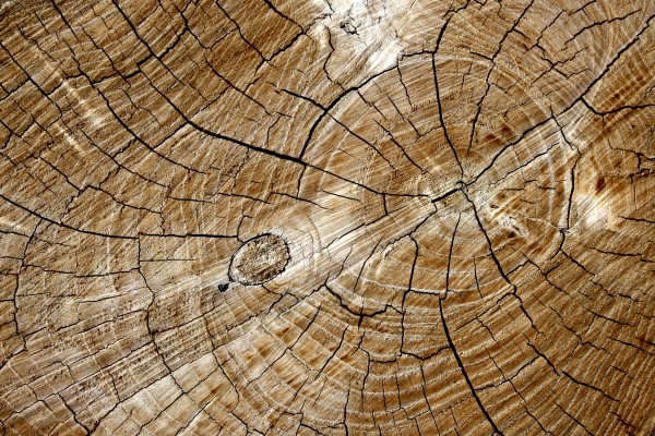 Cut End of Log with Tree Rings Texture - Free High Resolution Photo