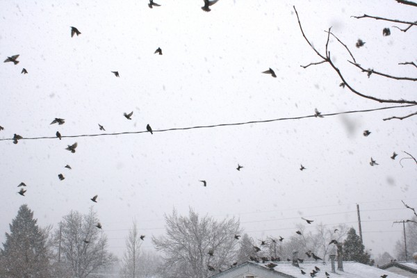 Flock of Birds in Snow Storm - Free High Resolution Photo