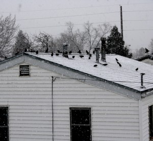 Flock of Birds on Roof in Snow Storm - Free High Resolution Photo