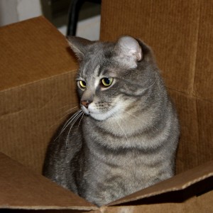 Gray Tabby Cat in Cardboard Box - Free High Res Photo