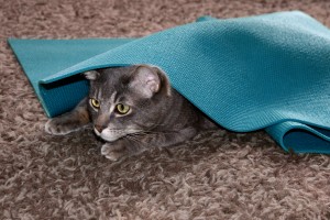 Gray Tabby Cat Playing under Yoga Mat - Free High Resolution Photo