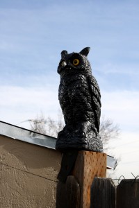 Owl Ornament on Fence Post - Free High Resolution Photo