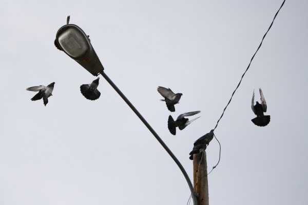 Pigeons Landing on Street Light - Free High Resolution Photo