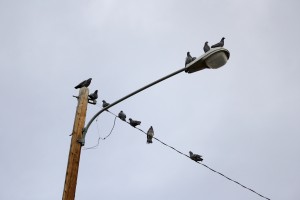 Pigeons Perched on Street Lamp - Free High Resolution Photo