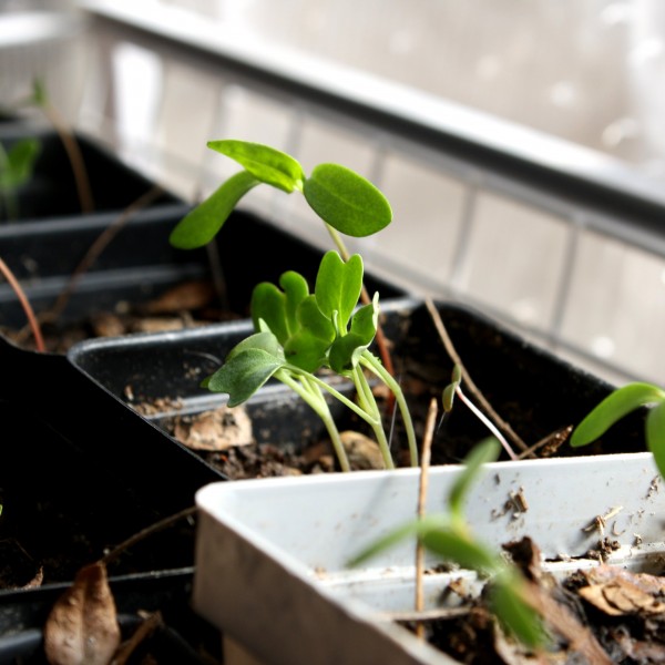 Seedlings in Greenhouse - Free High Resolution Photo