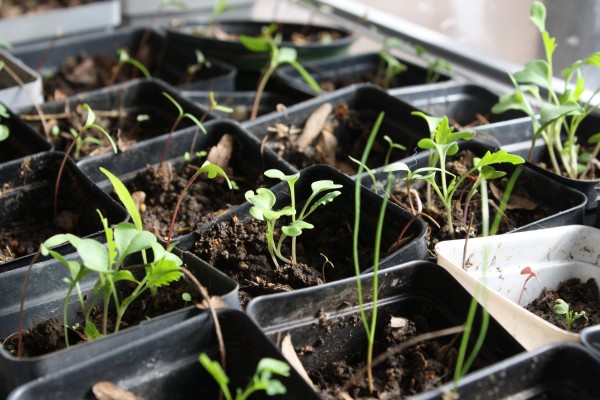 Seedlings Sprouting - Free High Resolution Photo