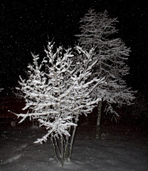 Snow Falling on Trees at Night - Free High Resolution Photo