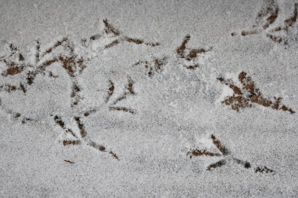 Bird Tracks in the Snow - Free High Resolution Photo