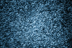 Blue Shag Carpeting Texture - Free High Resolution Photo