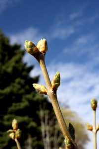 Budding Spring Leaves on Lilac Bush - Free High Resolution Photo