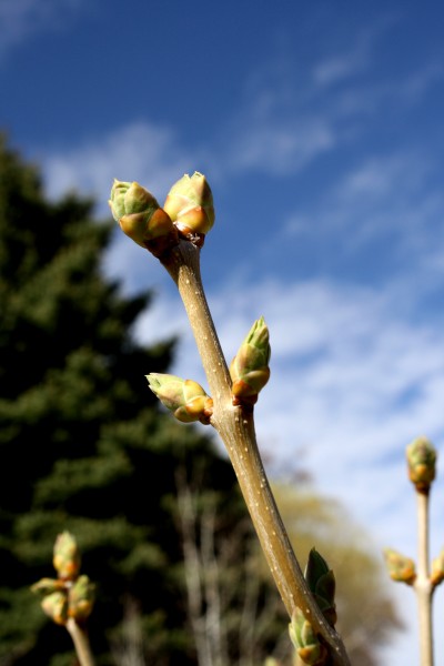 Budding Spring Leaves on Lilac Bush - Free High Resolution Photo