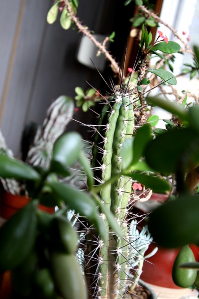 Cactus and Succulent Plants - Free High Resolution Photo