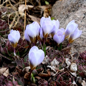 Cluster of Crocus Buds - Free High Resolution Photo
