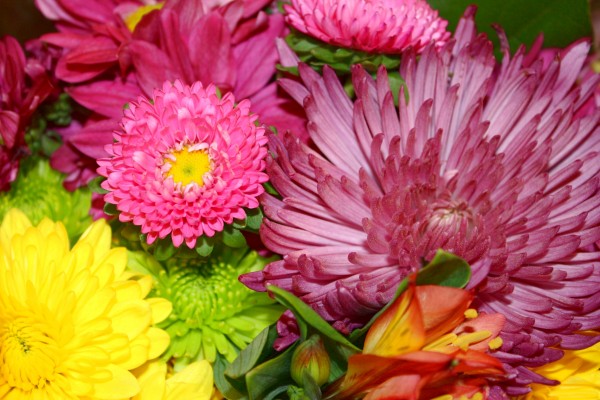 Colorful Flowers and Mums Bouquet Close Up - Free High Resolution Photo