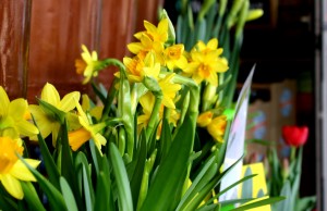 Daffodils For Sale - Free High Resolution Photo