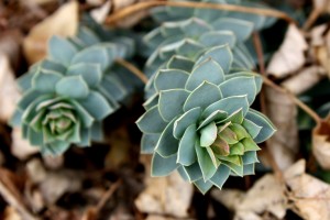 Euphorbia Myrsinites Plant (Myrtle Spurge or Donkey Tail) - Free High Resolution Photo