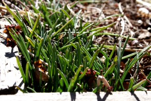 Grape Hyacinth Sprouting in the Early Spring - Free High Resoluton Photo
