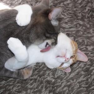 Kissing Kitties - Two Cats Bathing Each Other - Free High Resolution Photo