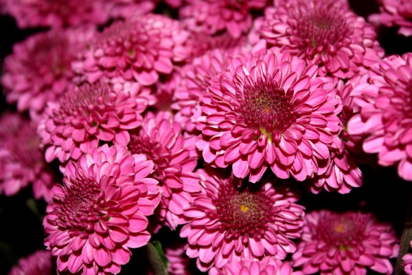 Magenta Hot Pink Chrysanthemums Close Up - Free High Resolution Photo