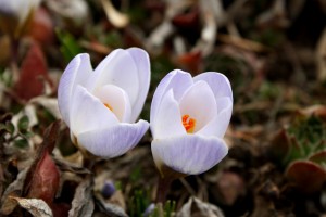 Pale Purple Crocus Flowers - Free High Resolution Photo