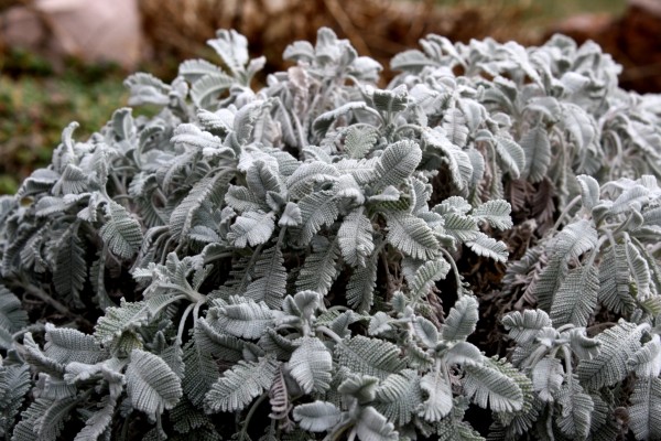 Partridge Feather Plant with Silver Leaves - Free High Resoltuion Photo