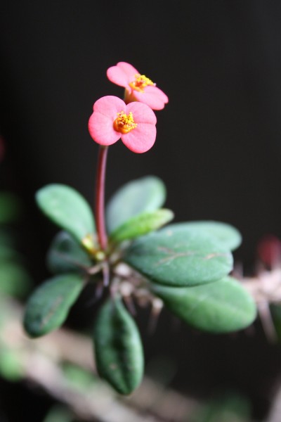 Pink Flowers on Crown of Thorns Euphorbia Milii Plant - Free High Resolution Photo