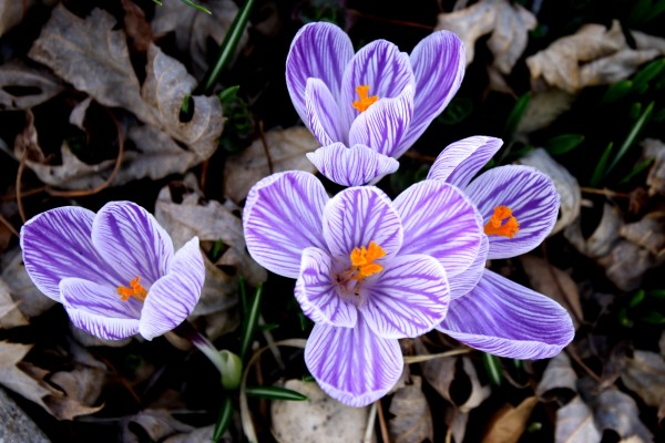 Purple and White Striped Pickwick Crocus Flower - Free High Resolution Photo
