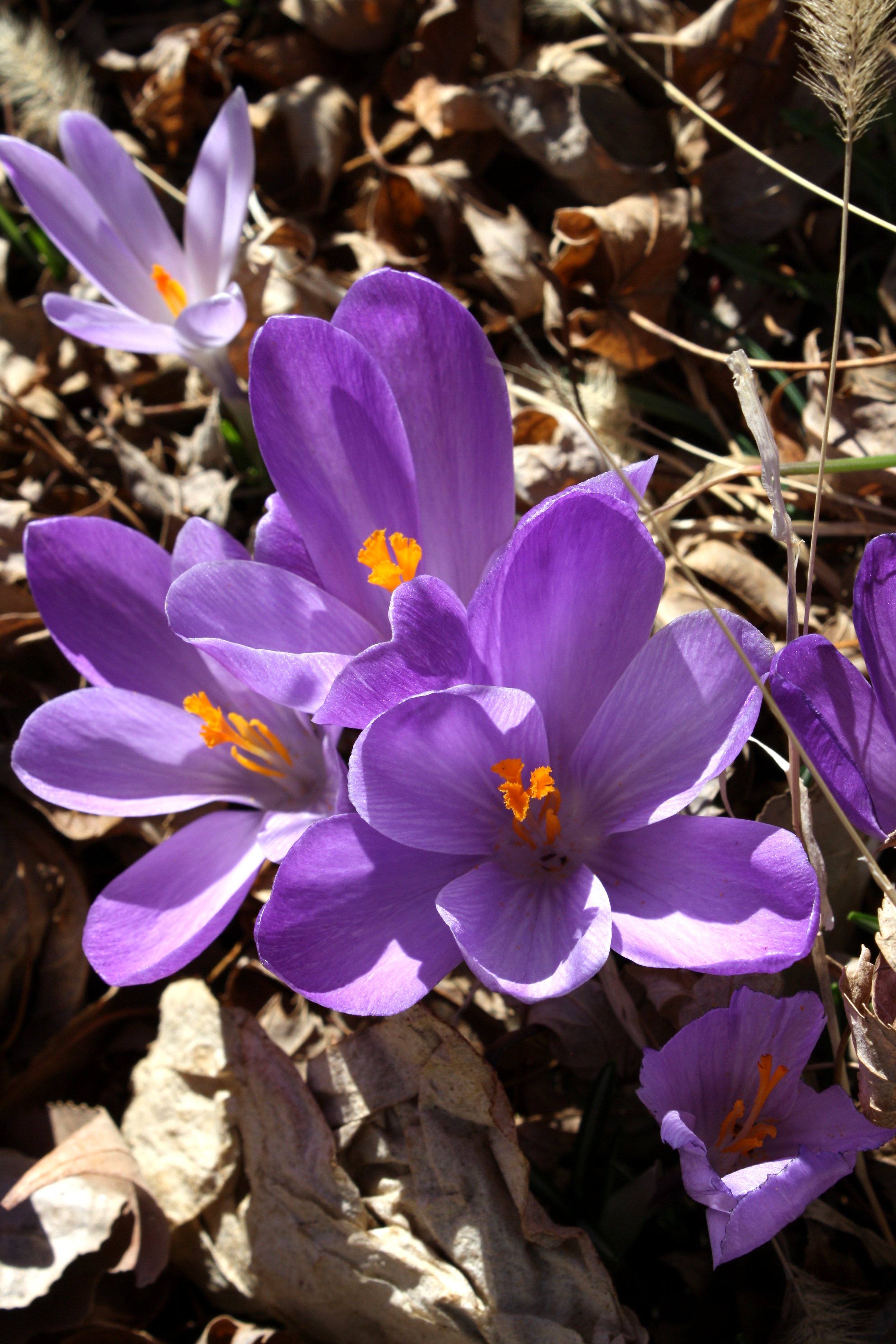 Purple Crocus Flowers Picture | Free Photograph | Photos Public Domain