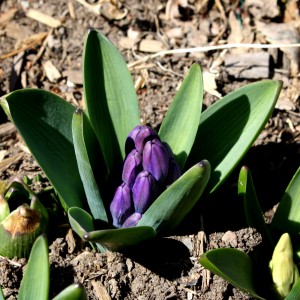 Purple Hyacinth Buds in Early Spring - Free High Resolution Photo