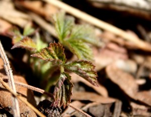 Raspberry Bush Sending Up New Shoots - Free High Resolution Photo