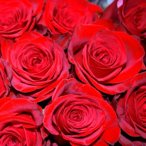 Red Roses Closeup - Free High Resolution Photo