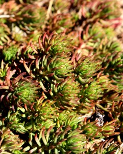 Sedum Angelina Close Up - Free High Resolution Photo