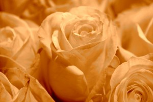Sepia Tone White Roses - Free High Resolution Photo
