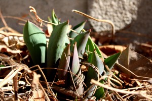 Tulips Sprouting from the Ground in Spring - Free High Resolution Photo
