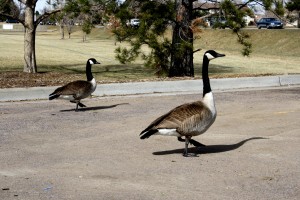 Two Canadian Geese in Parking Lot - Free High Resolution Photo