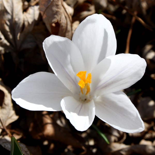 White Crocus Flower - Free High Resolution Photo