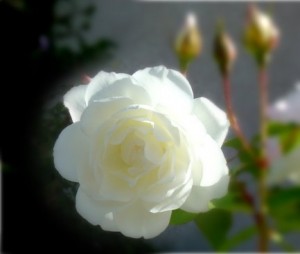 White Rose on Rose Bush - Free Photo