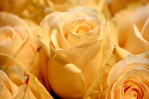 White Roses Close Up - Free High Resolution Photo